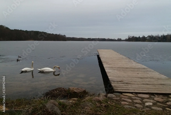 Obraz Frozen Lake with Swans next to Dock