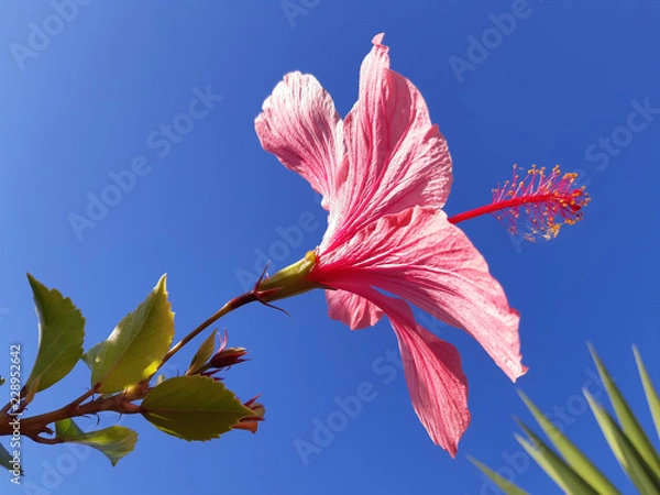 Obraz Pink Hibiscus Flower