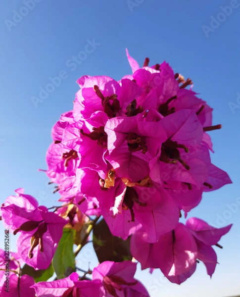 Obraz Bougainvillea in sun light