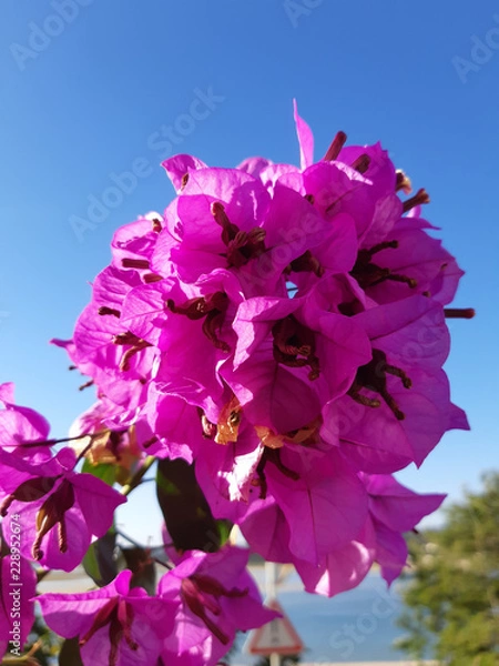 Obraz Bougainvillea in Summer time