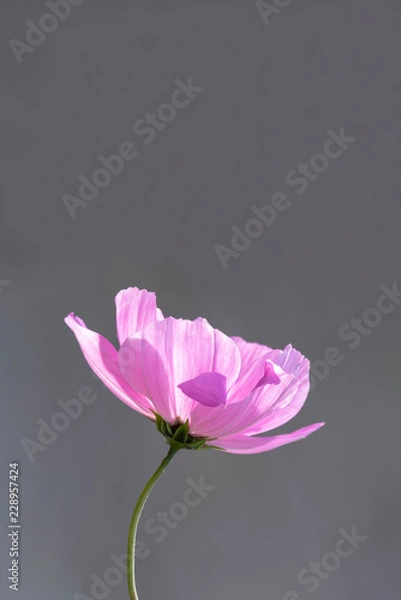 Obraz Single flower reaching for sunlight