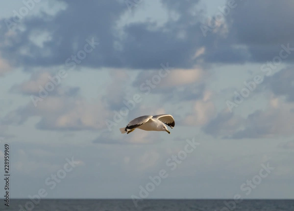 Obraz Gull flying over water