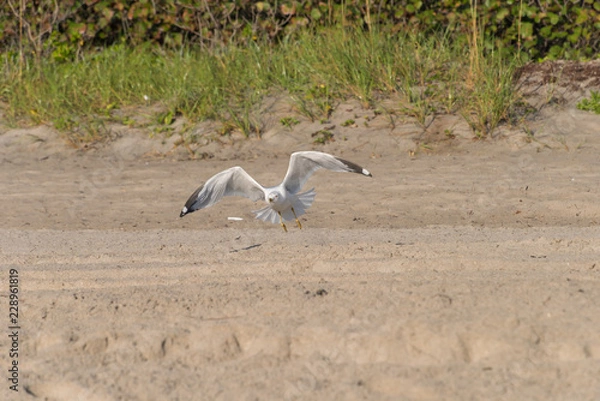 Obraz Gull flying over sandy beach