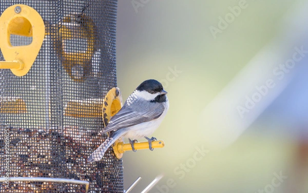Obraz Chickadee on feeder partly filled with seed