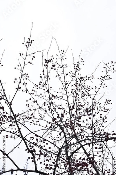 Fototapeta micro apples. raenet