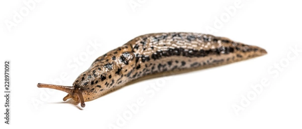 Fototapeta Limax maximus, literally, 'biggest slug', known by the common names great grey slug and leopard slug, in front of white background