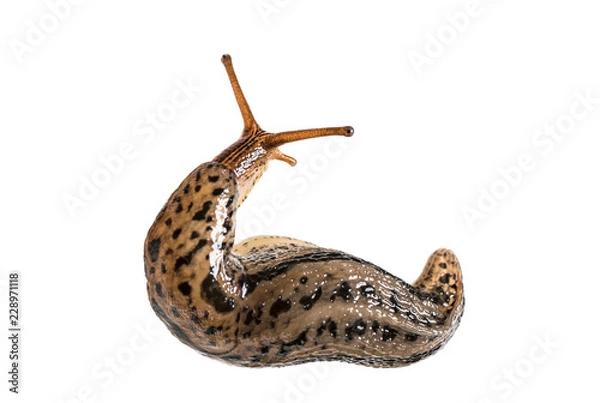 Fototapeta Limax Maximus, dosłownie „największy ślimak”, znany pod wspólnymi nazwami Great Grey Slug i Lampart Slug, przed białym tłem