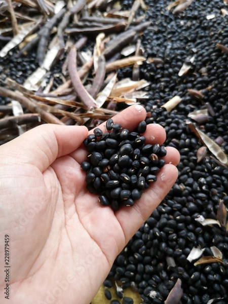 Obraz Hold black bean