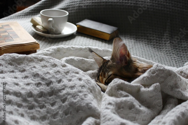 Fototapeta young cat sleeping on a white blanket on a sofa with a cup of coffee. Hygge concept.