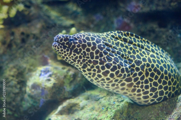 Fototapeta moray eel
