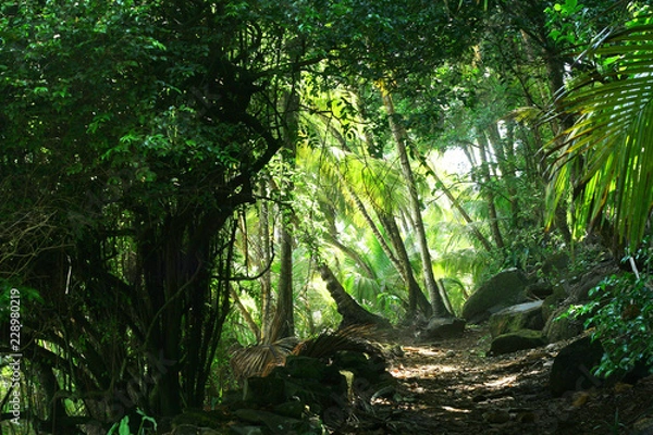 Fototapeta Beautiful and mystical path through coastal rainforest. Bright green canopy and coconut trees on the background.