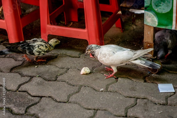 Obraz Gołębie jedzą jedzenie wzdłuż ścieżki na Doi Suthep.