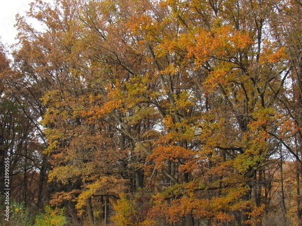 Fototapeta autumn in the park