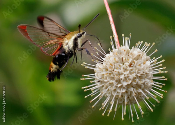 Fototapeta Snowberry Clearwing moth nectaring on a buttonbush flower