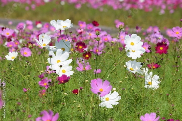 Fototapeta コスモス畑