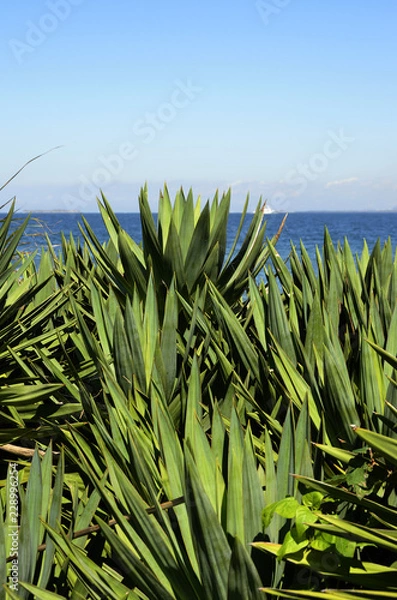 Fototapeta ユッカと水平線