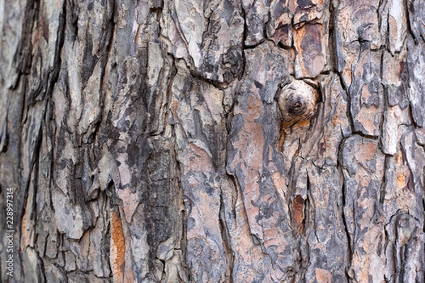 Fototapeta Perennial mahogany, longevity and beautiful patterns.