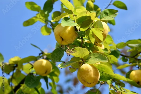 Fototapeta マルメロの木