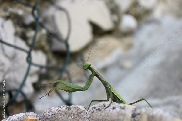 Obraz Mantide religiosa