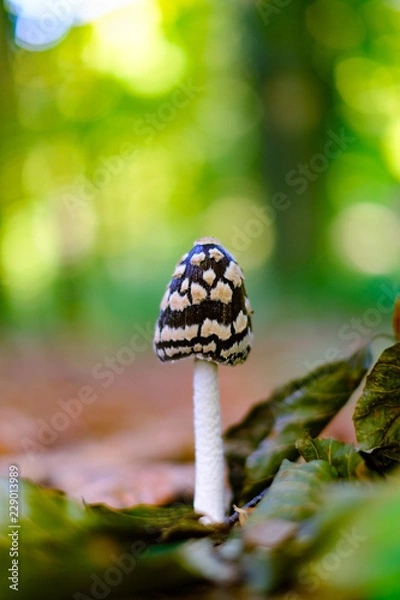 Fototapeta Wild black amanita or agaric poisonous mushroom in autumn forest closeup