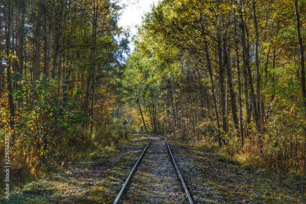 Fototapeta Leśne torowisko