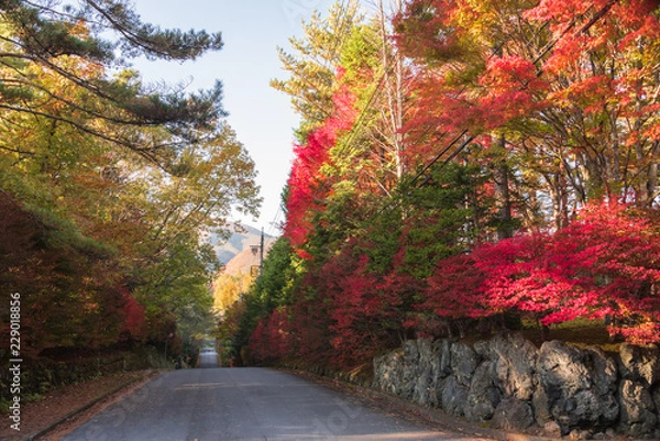 Obraz <<軽井沢>>　紅葉の風景