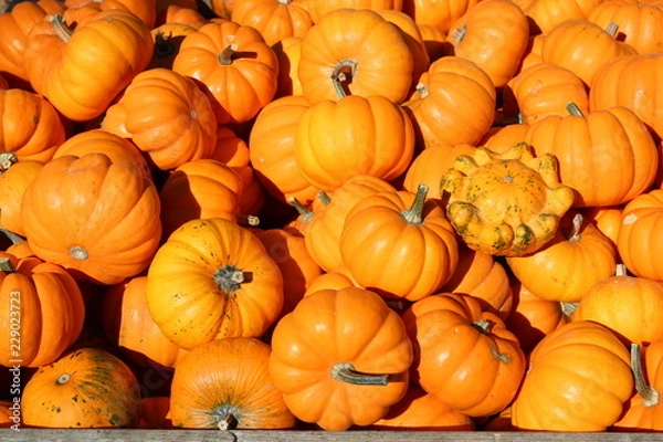 Fototapeta Herbst -Kürbisimpression