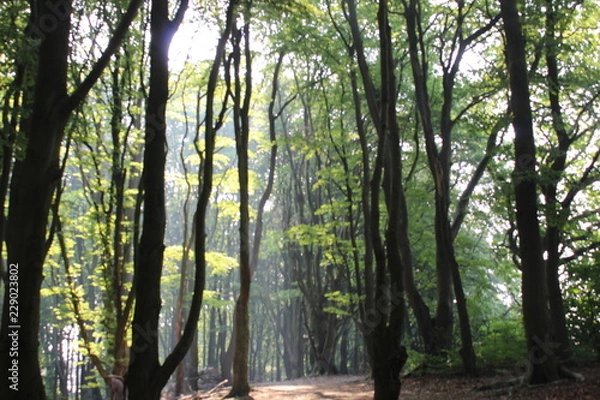 Obraz Forest