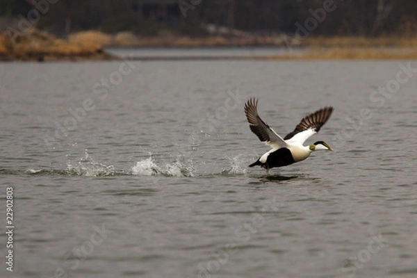 Obraz Eider male