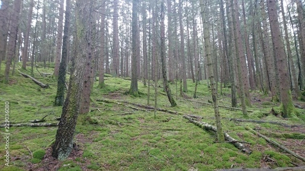 Obraz Forest