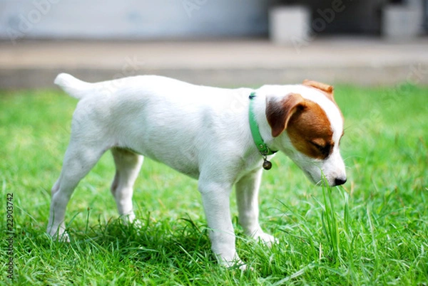 Obraz Medytujący pies