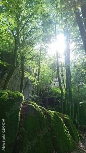 Obraz Sun in the forest 3