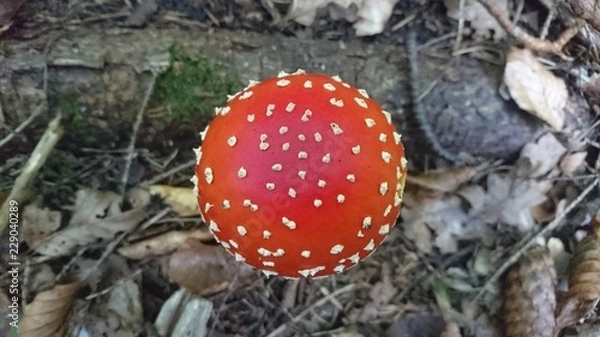 Obraz Mushroom 2