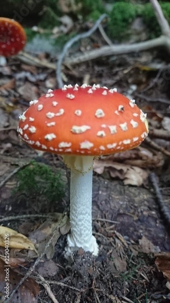 Obraz Mushroom 1