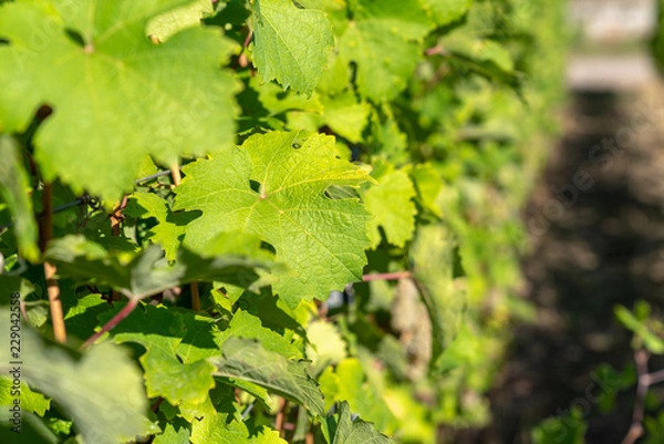 Obraz Grape Leaves in Sunlight