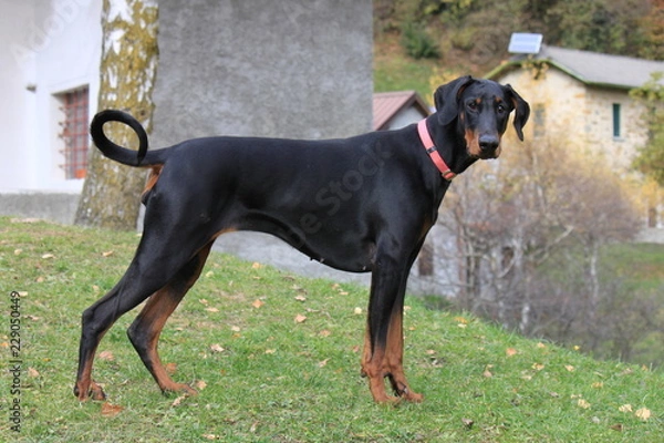 Obraz Dobermann
