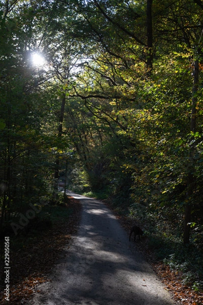 Fototapeta Wanderweg durch Wald im Herbst