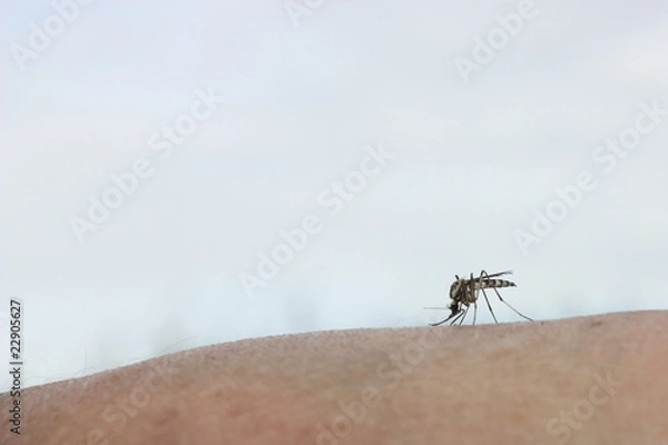 Fototapeta Stechmücke