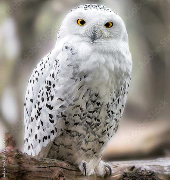 Obraz Schneeeule weiblich