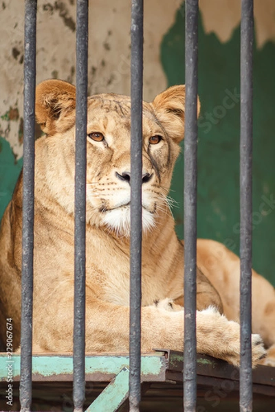 Fototapeta lioness in a zoo behind bars