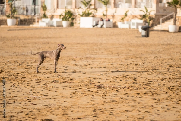 Obraz Dog playing on a Beach