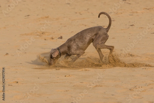 Obraz Dog playing on a Beach