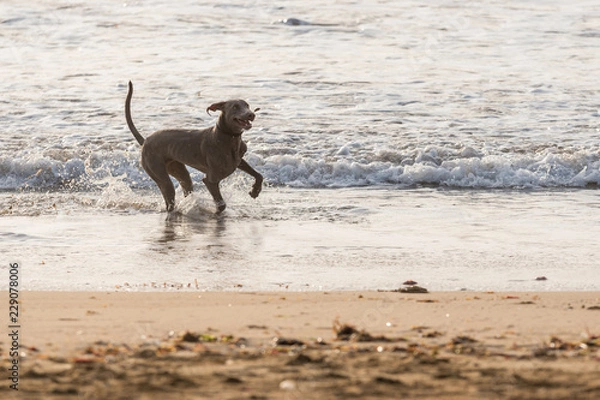 Obraz Dog playing on a Beach