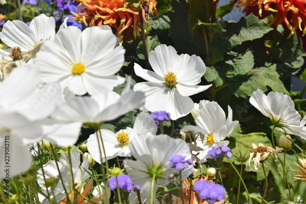 Fototapeta Primavera colorida