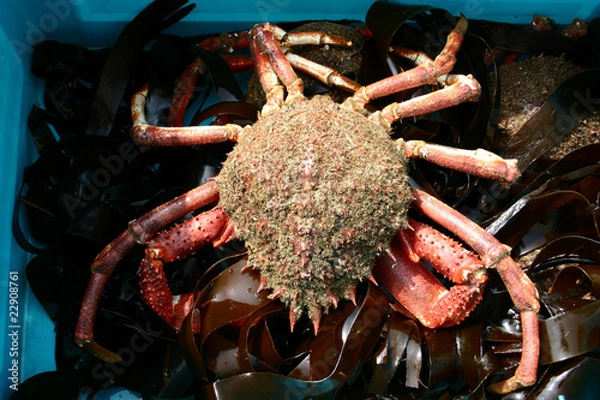 Obraz araignée de mer