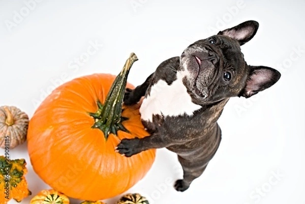 Obraz French bulldog and pumpkins on white background    