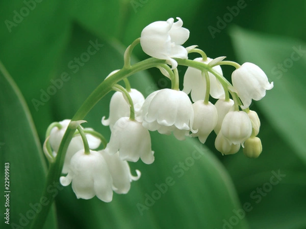 Fototapeta lily of the valley