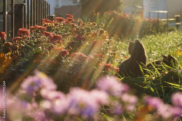 Obraz cats and autumn