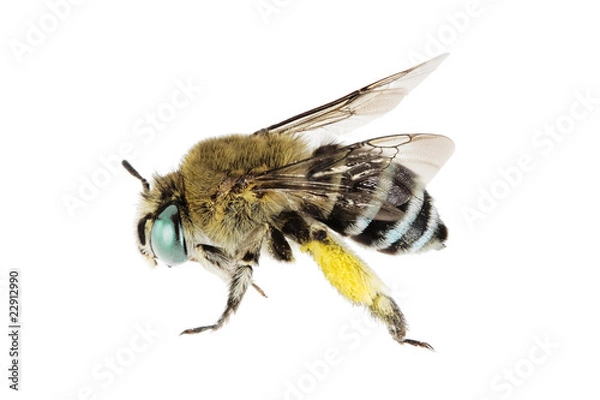 Obraz Blue-banded Bee, Amegilla cingulata