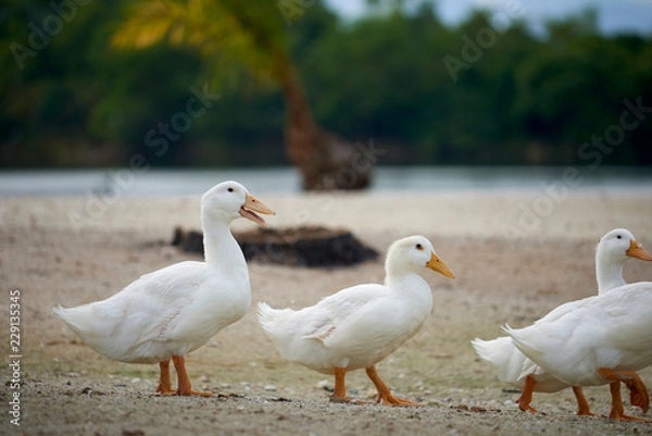 Obraz White ducklings